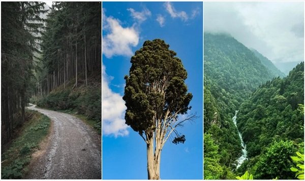 feature image for post beauty of trees